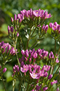 Centaurium_erythraea_LP0011_01_Woldingham