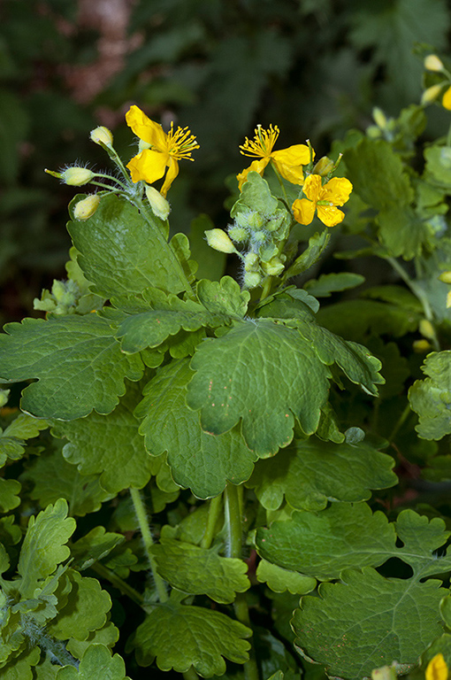 Chelidonium_majus_LP0523_10_Hampton_Estate