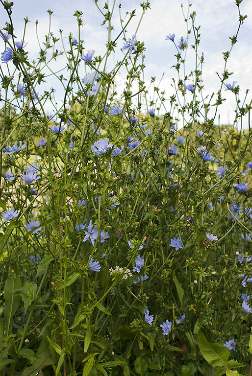 Cichorium_intybus_LP0021_29_Coulsdon