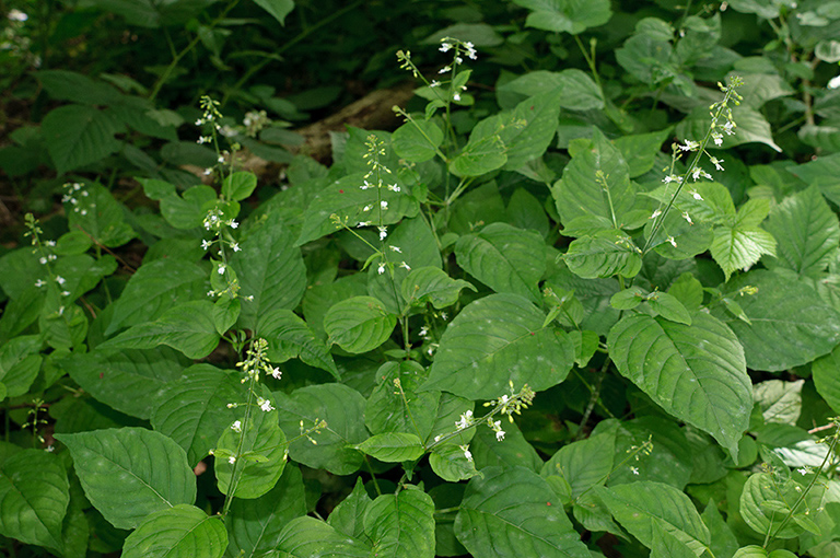 Circaea_lutetiana_LP0629_02_Frylands_Wood