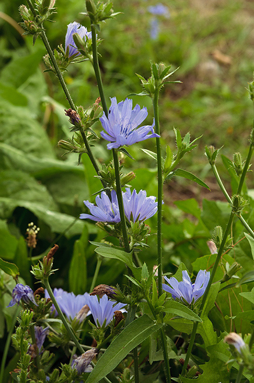 Cichorium_intybus_LP0480_11_Wandle