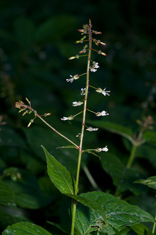 Circaea_lutetiana_LP0232_08_Horsell_Common