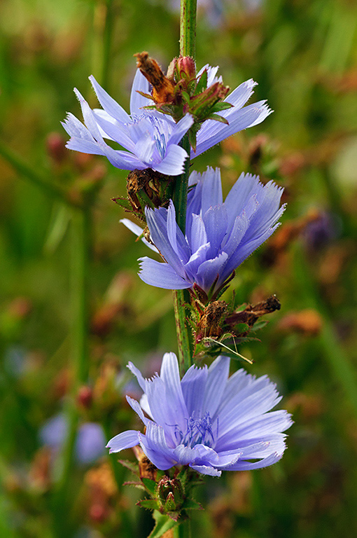 Cichorium_intybus_LP0643_05_Walton_Downs