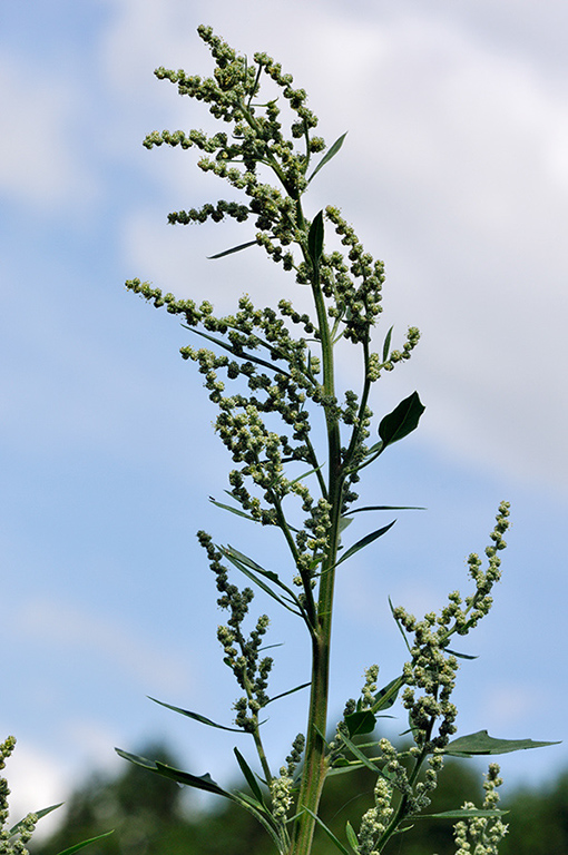 Chenopodium_album_LP0284_19_Great_Bookham