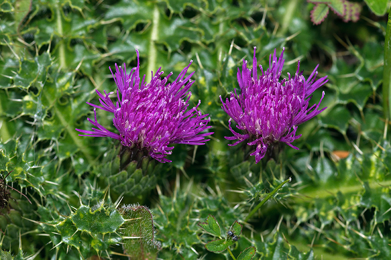 Cirsium_acaule_LP0591_14_Walton_Downs