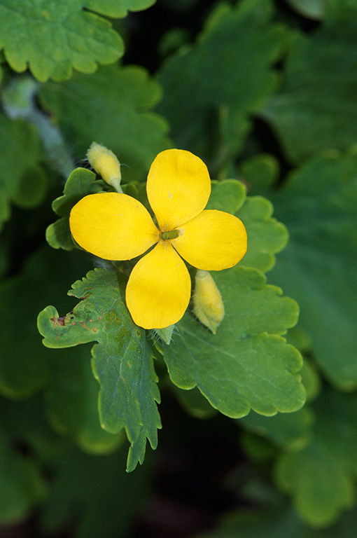 Chelidonium_majus_LP0360_90_Hampton_Court