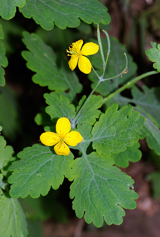 Chelidonium_majus_LP0312_72_St_Martha