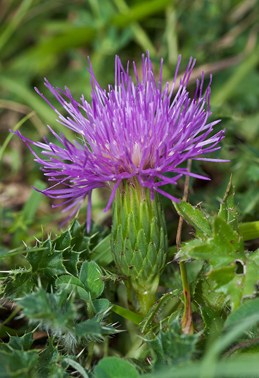 Cirsium_acaule_LP0540_08_Box_Hill