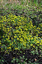 Chryosplenium_oppositifolium_LP0305_13_Leith_Hill