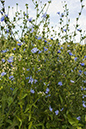 Cichorium_intybus_LP0021_29_Coulsdon