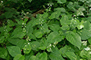 Circaea_lutetiana_LP0629_02_Frylands_Wood