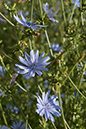 Cichorium_intybus_LP0021_10_Coulsdon