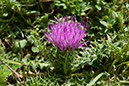 Cirsium_acaule_LP0068_24_Headley_Heath