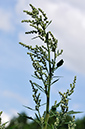 Chenopodium_album_LP0284_19_Great_Bookham