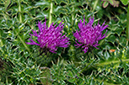 Cirsium_acaule_LP0591_14_Walton_Downs