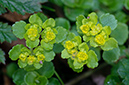 Chrysosplenium_oppositifolium_LP0667_01_Sheffield_Park