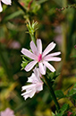 Cichorium_intybus_LP0432_49_Nutfield_Marsh