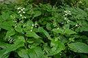 Circaea_lutetiana_LP0629_01_Frylands_Wood