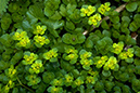 Chryosplenium_oppositifolium_LP0107_20_Godstone