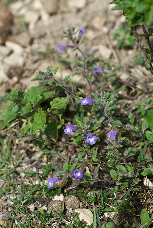 Clinopodium_acinos_LP0175_72_Wotton