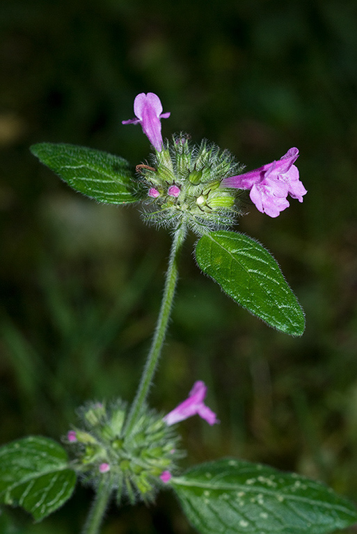 Clinopodium_vulgare_LP0076_07_Caterham