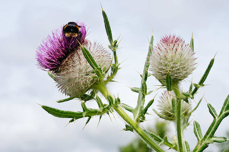 Cirsium_eriophorum_LP0639_22_Coulsdon