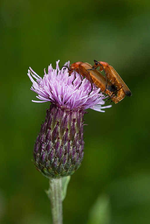 Cirsium_arvense_LP0060_44_Penlee