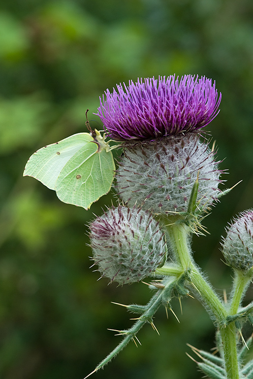 Cirsium_eriophorum_LP0169_02_Coulsdon