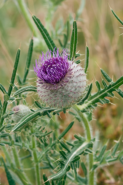 Cirsium_eriophorum_LP0467_80_Coulsdon