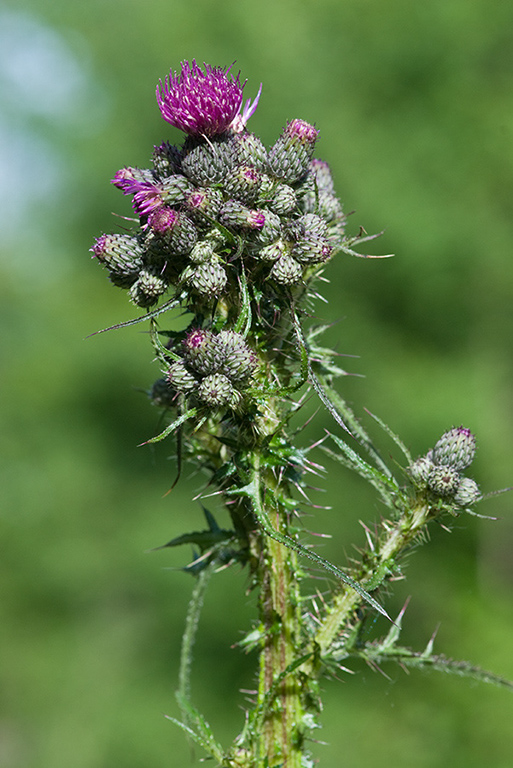 Cirsium_palustre_LP0138_14_Bletchingley