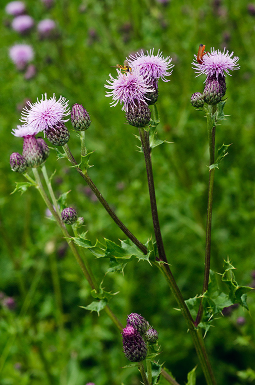 Cirsium_arvense_LP0639_05_Coulsdon