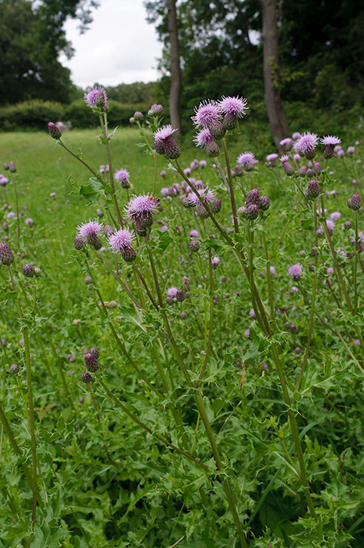 Cirsium_arvense_LP0639_12_Coulsdon