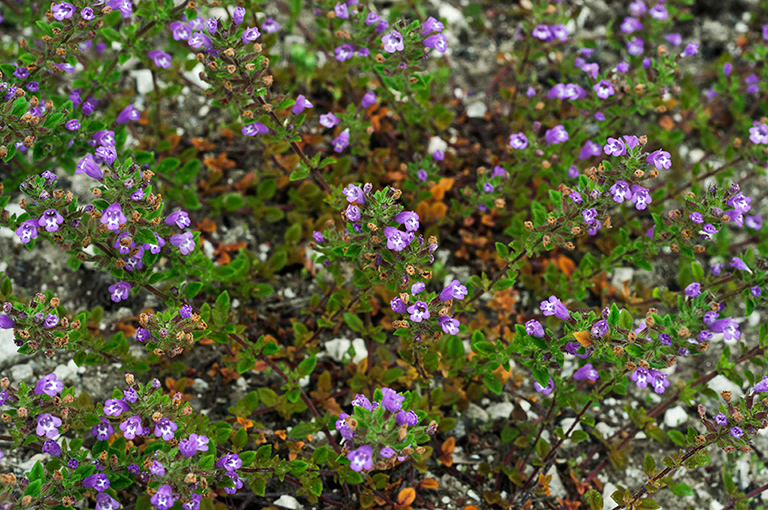 Clinopodium_acinos_LP0426_10_Priest_Hill