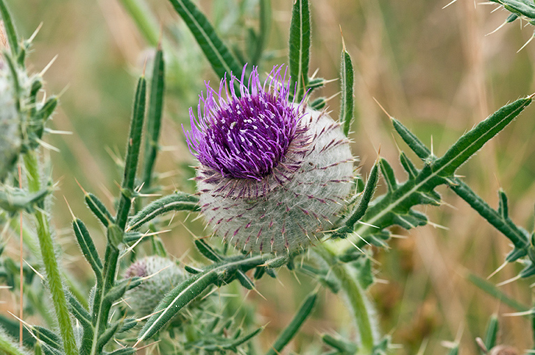 Cirsium_eriophorum_LP0467_79_Coulsdon