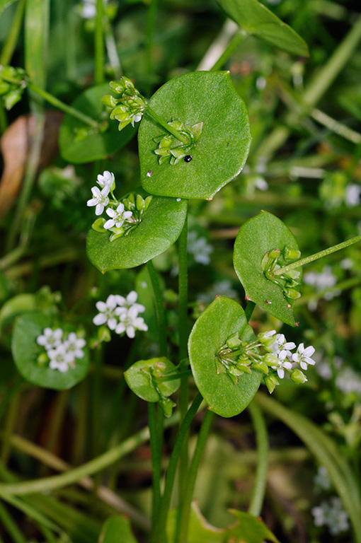 Claytonia_perfoliata_LP0312_92_St_Martha