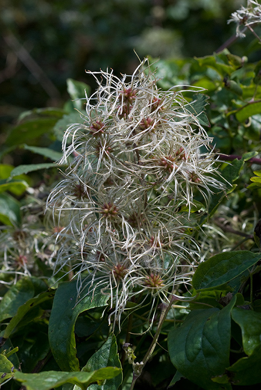 Clematis_vitalba _LP0033_03_Riddlesdown