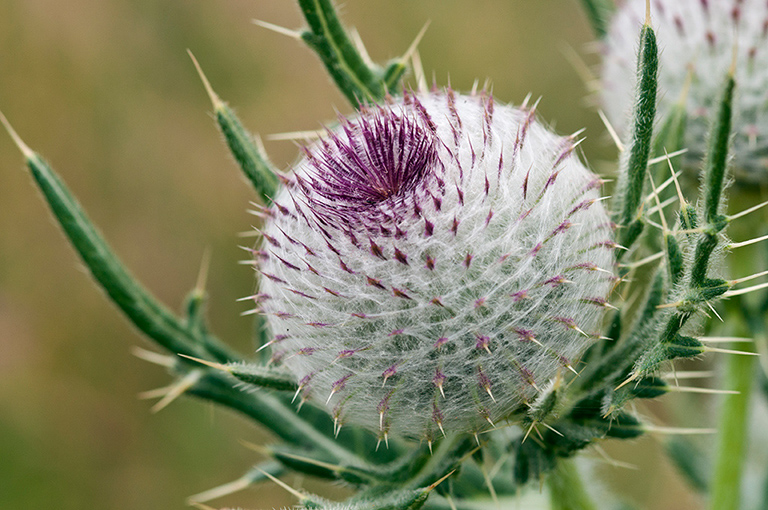 Cirsium_eriophorum_LP0467_87_Coulsdon