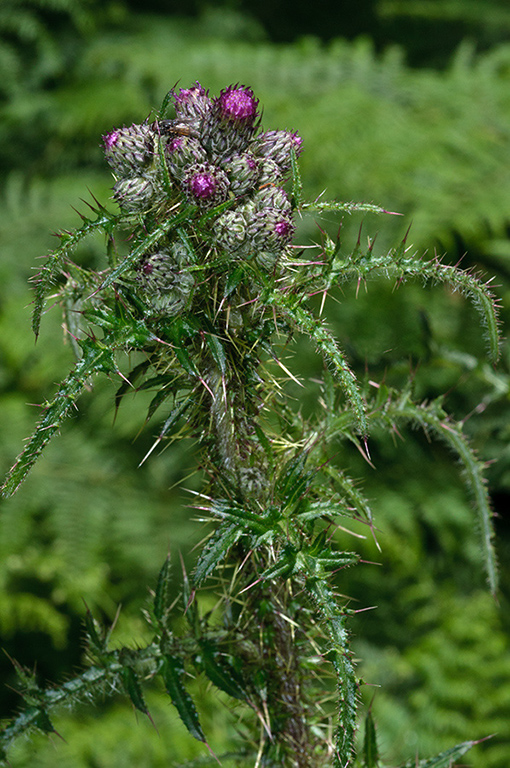 Cirsium_palustre_LP0680_22_Farley_Heath