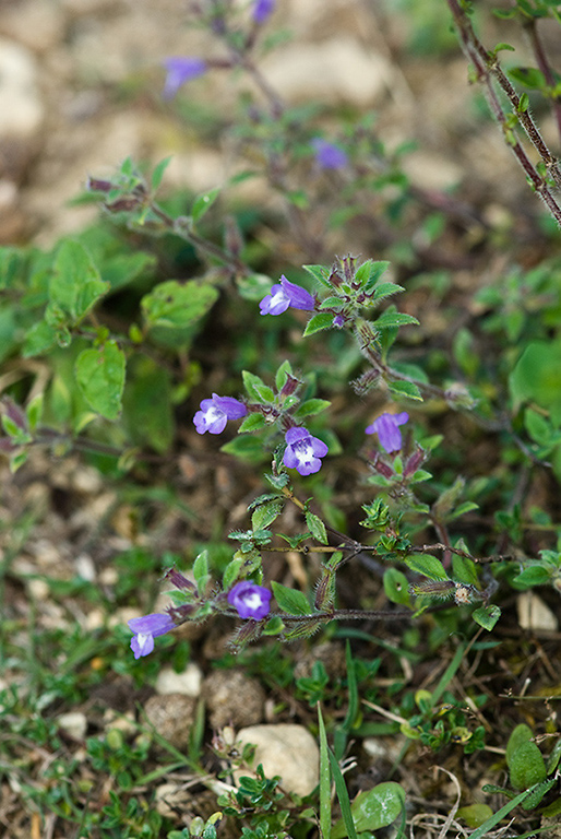 Clinopodium_acinos_LP0175_69_Wotton