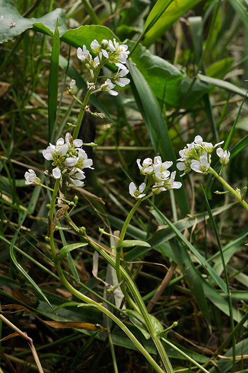 Cochlearia_anglica_LP0276_05_Lopwell_Dam