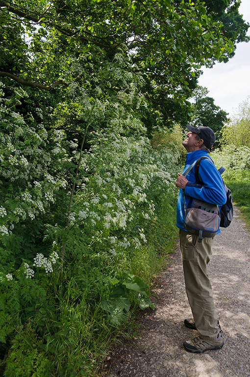 Conium_maculatum_LP0533_33_Weybridge