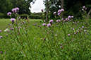 Cirsium_arvense_LP0639_10_Coulsdon