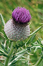 Cirsium_eriophorum_LP0588_04_Coulsdon