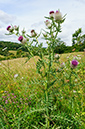 Cirsium_eriophorum_LP0639_19_Coulsdon