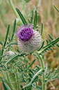 Cirsium_eriophorum_LP0467_80_Coulsdon