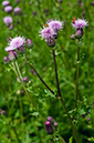 Cirsium_arvense_LP0639_05_Coulsdon