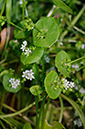 Claytonia_perfoliata_LP0312_92_St_Martha