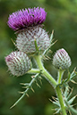 Cirsium_eriophorum_LP0169_09_Coulsdon