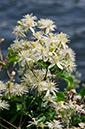 Clematis_vitalba_LP0324_31_Hampton_Court