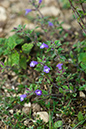 Clinopodium_acinos_LP0175_69_Wotton